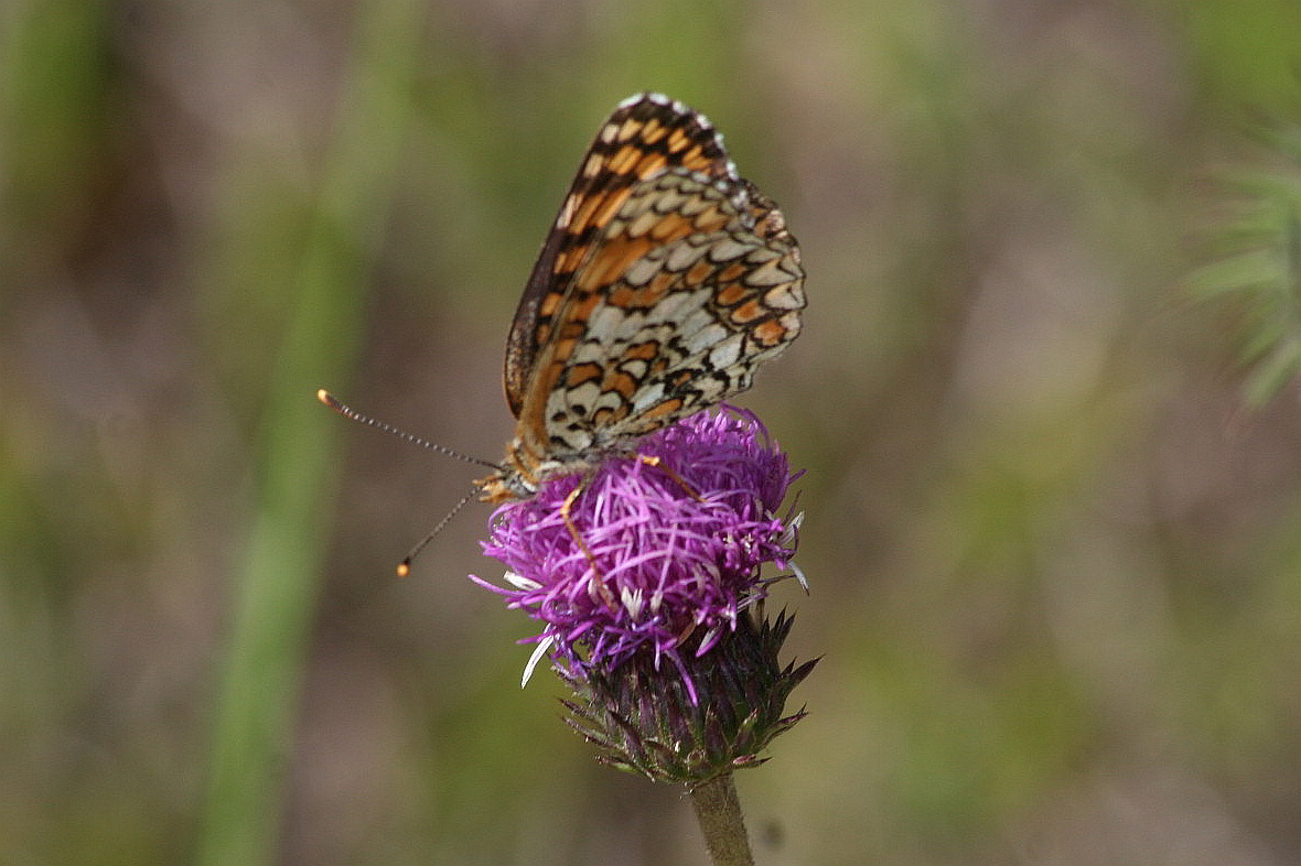 Melitaea athalia?